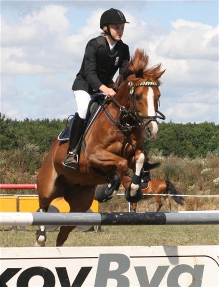 Hollandsk Sportspony MANPOWER LUDINGA - Sommeren 2008 NFRK C-stævne  LB 4 fejl. billede 4