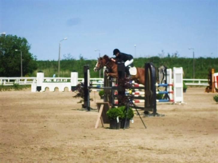 Hollandsk Sportspony MANPOWER LUDINGA - C-stævne i HIS d. 30 maj 2009 i en LA (;  billede 5