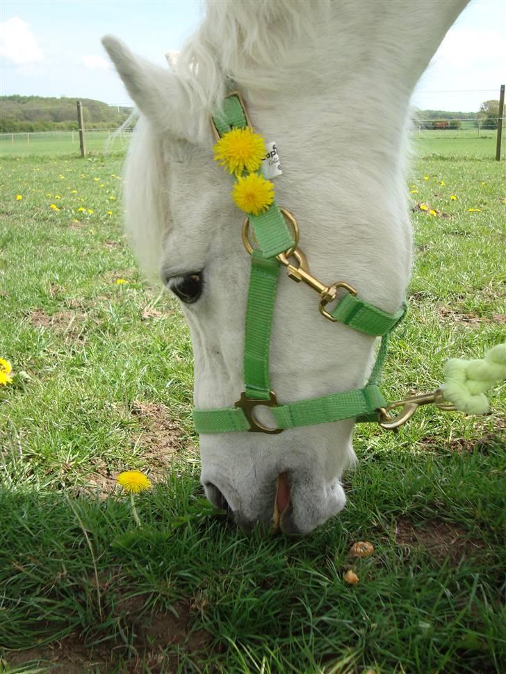 Welsh Pony (sec B) Korreborg's Wendy R.I.P billede 1