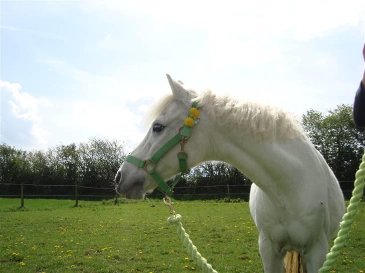 Welsh Pony (sec B) Korreborg's Wendy R.I.P billede 2