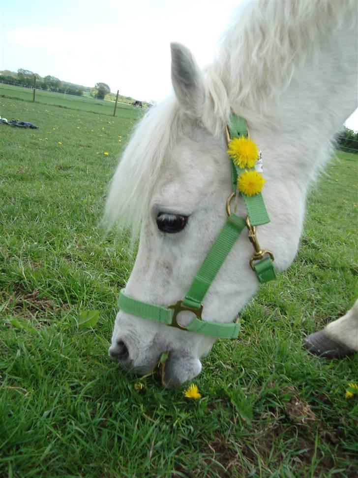 Welsh Pony (sec B) Korreborg's Wendy R.I.P billede 3
