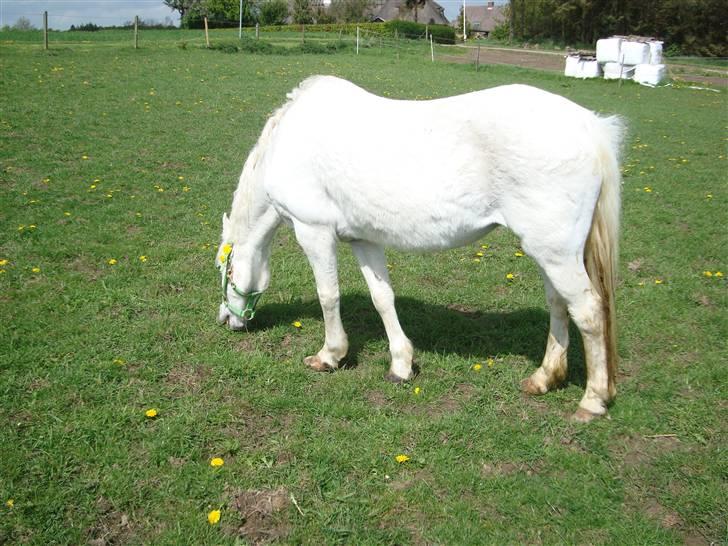 Welsh Pony (sec B) Korreborg's Wendy R.I.P - Wendy på mark<333 billede 5