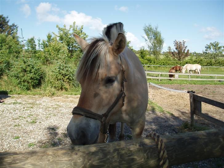 Fjordhest Kaiser <3 *R.I.P* - Hejsa og velkommen til Kaiser´s profil :) Smid en kommentar og en bedømmelse. billede 1