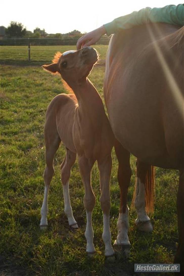 Arabisk fuldblod (OX) Noori-a-li - Solgt - Noori - ca. en måned gammel billede 2