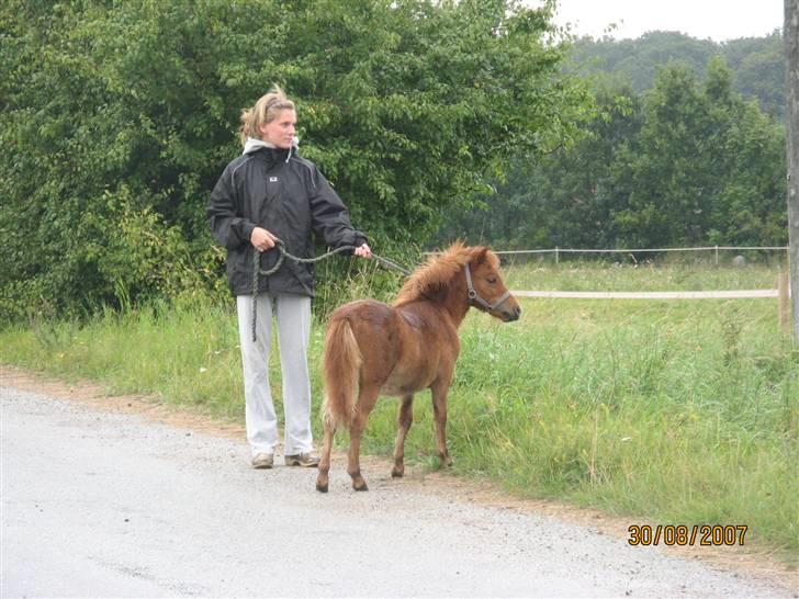 Shetlænder Elias Solgt <3 - ser lige efter  om naboens heste er på fold:) billede 14