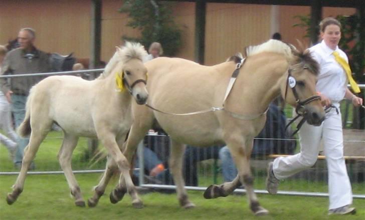 Fjordhest Freja Toft ¤ R.I.P ¤ - Til følskue med Fenja Strødam, vi gik fløj billede 20