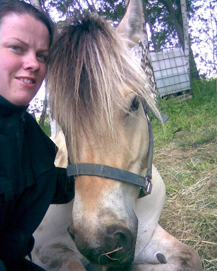 Fjordhest Fea Strødam  - Jeg gider altså ikke, mor maj 08 billede 13