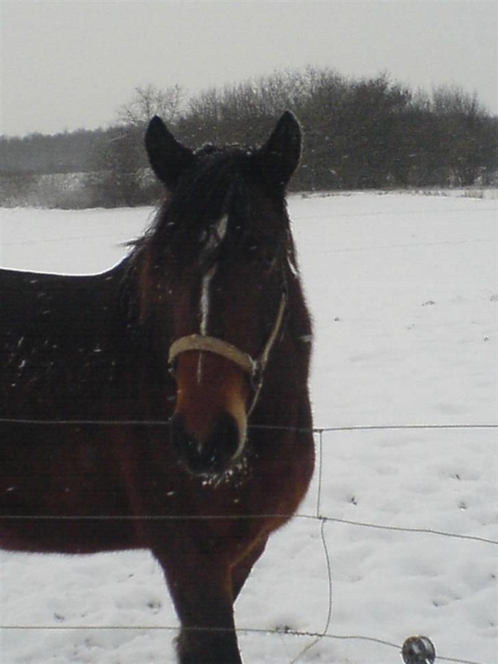 Oldenborg Jasmin(har haft ) - må ikk kopiers billede 1