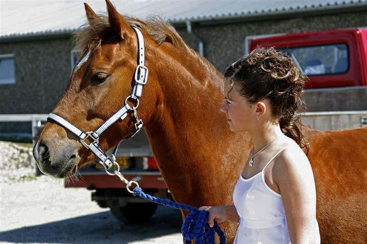 Welsh Pony (sec B) Bakkegaardens Aladdin SOLGT - konfirmation 08 billede 5