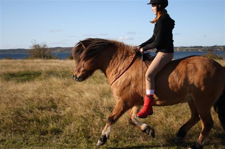 Islænder PRINS af ELLINGE MARK - ride ride ranke med hånden i din manke xD <3 Foto: Lykke <3 billede 14