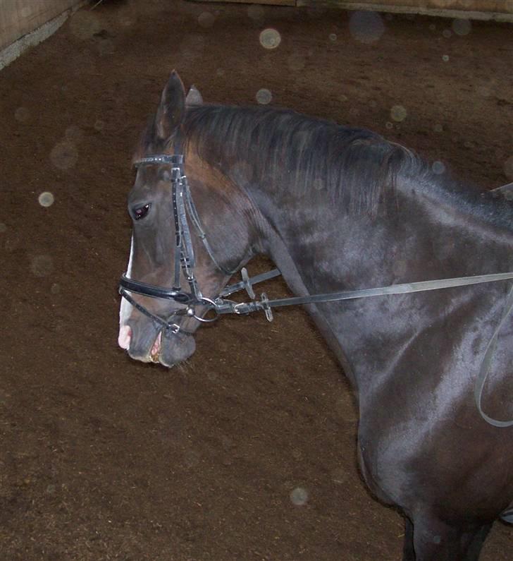 Fuldblod (XX) Dafne (Daffe) - Nåååårh, så fint hun kan gå :) billede 13