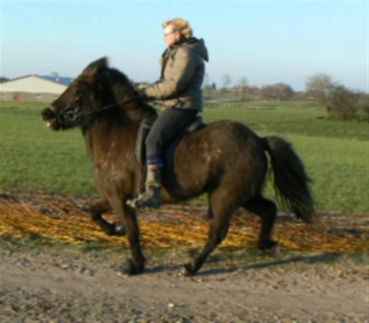 Islænder Rán - da hun var i træning.. billede 10