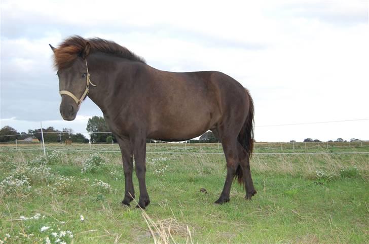 Islænder Rán - hejsa med dig... billede 11
