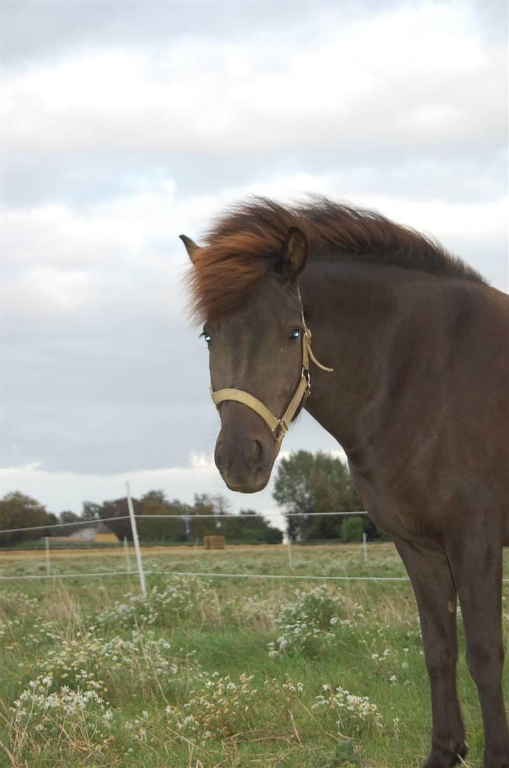 Islænder Rán billede 12