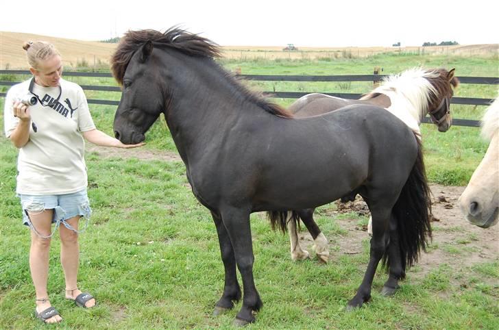 Islænder Rán - her er et bedre billede af hingsten.. billede 13