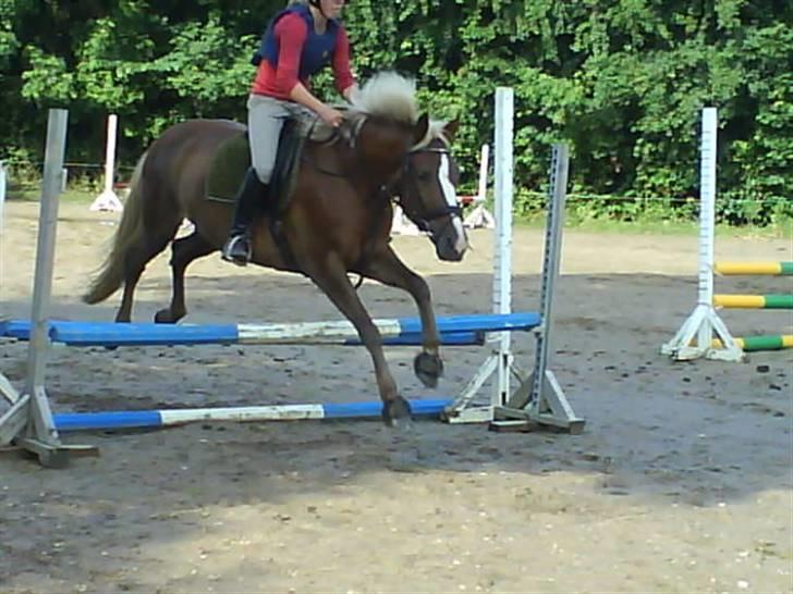 Anden særlig race Goldie - R.I.P. - Til springtræning, gammelt..   Foto: Catharina billede 2