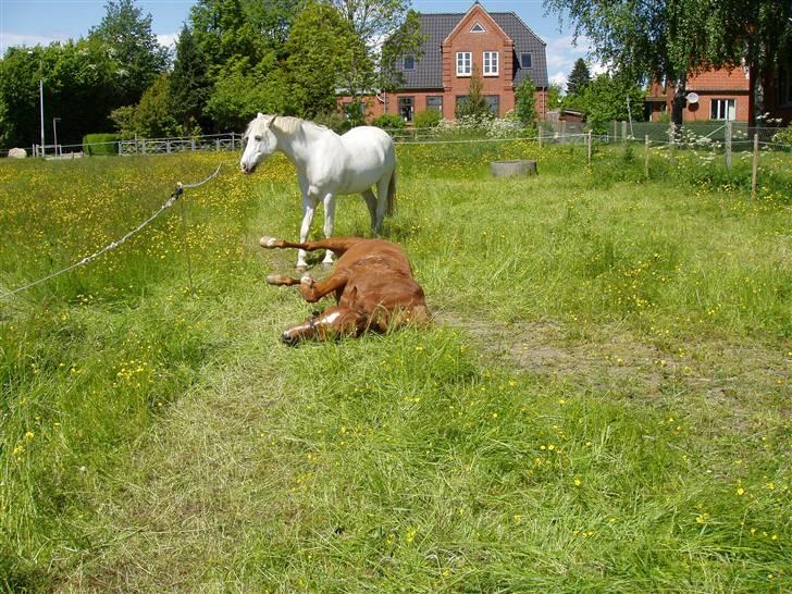 Anden særlig race Lukas - mhmmmm en dejlig tyk pony der ruller sig i det grønneste gras det er da det fedeste billede 13