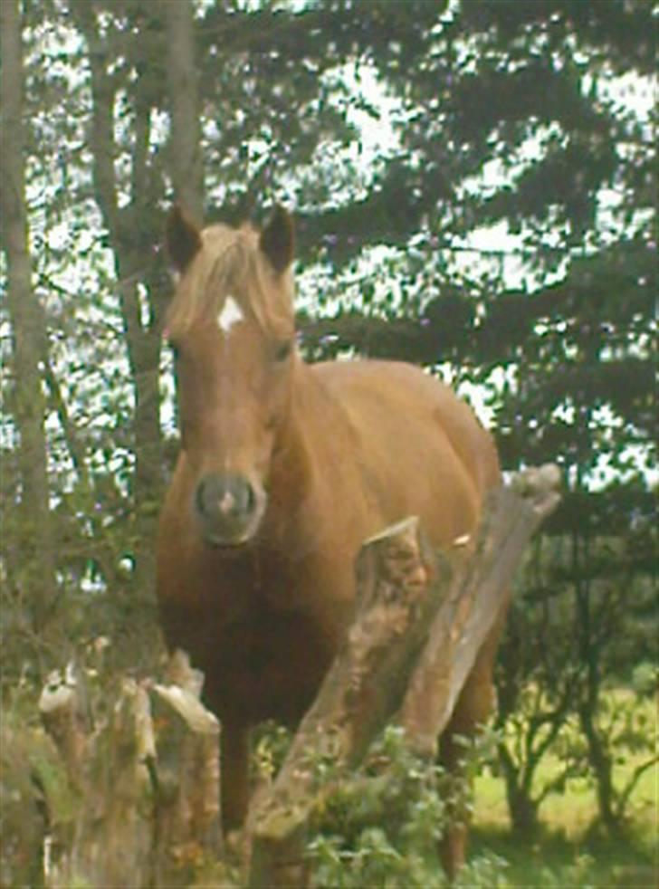 Welsh Pony (sec B) Bakkegaardens Aladdin SOLGT billede 10