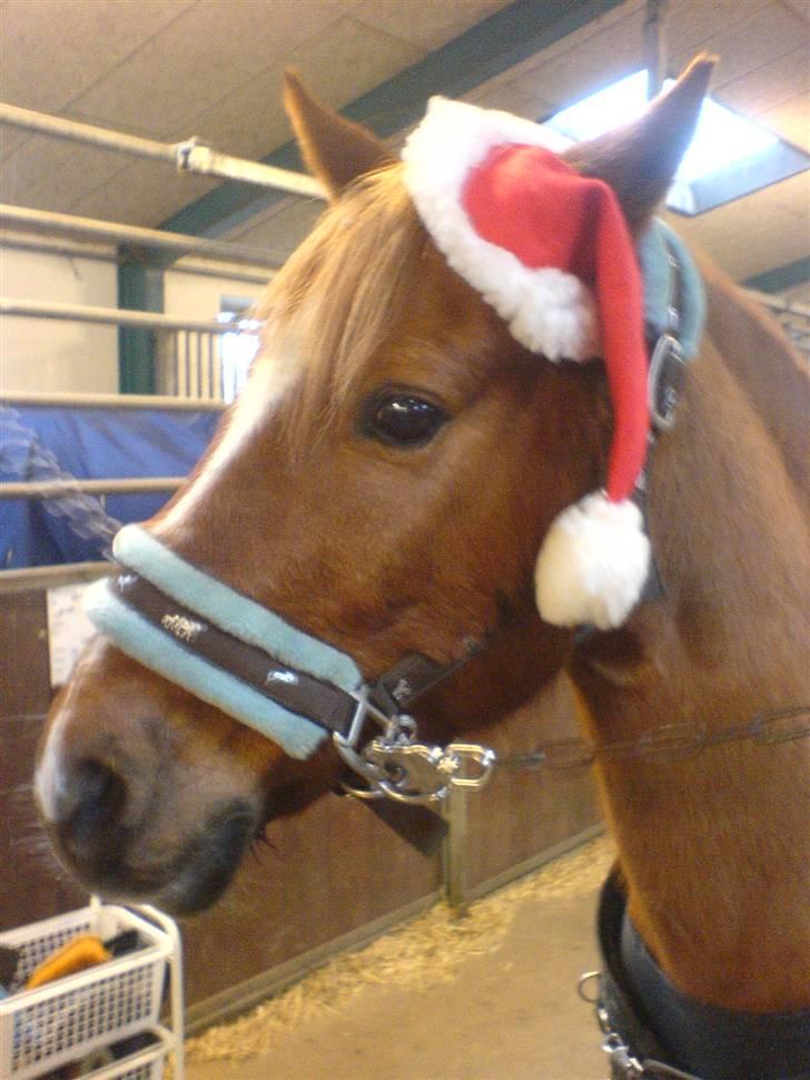 Anden særlig race Lukas - JUL.. jeg elsker min lille nisse <3333 billede 14