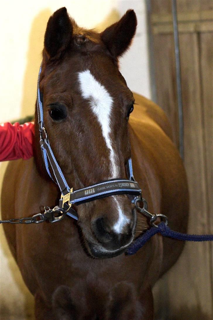 Anden særlig race Lukas - han er vidst blevet lille smule tyk :i men han er sååå nuttet billede 15
