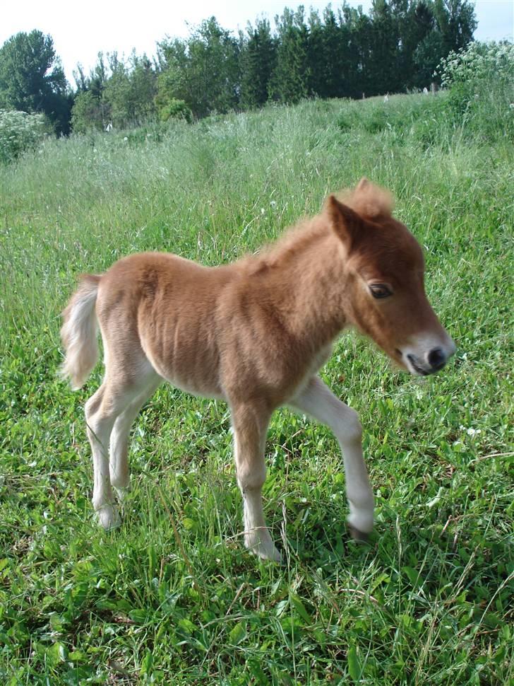 Shetlænder Østervangs Maggie M. - nuuur :D billede 10