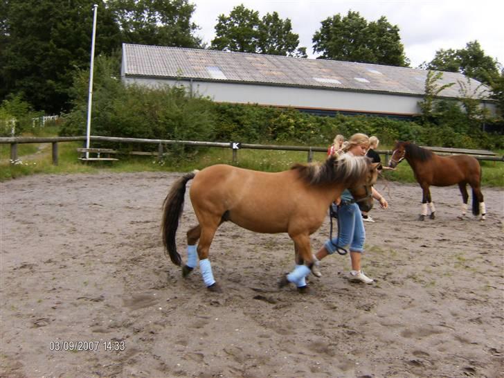 Anden særlig race Thor<3 Putti  billede 18