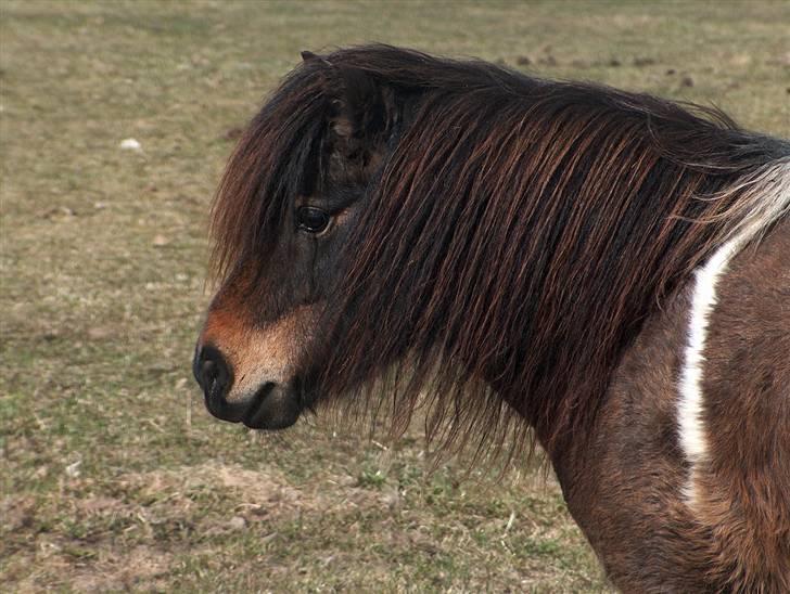 Shetlænder Stjernens Mini-Adore - Velkommen til Adoras profil :) Foto: Signe Bendsen billede 1