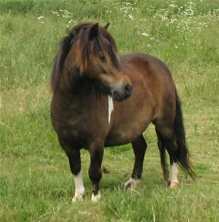 Shetlænder Stjernens Mini-Adore - på en sommeregn, fra før vi købte hende (:  billede 2