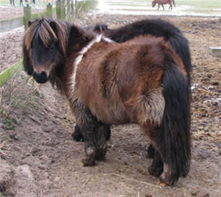 Shetlænder Stjernens Mini-Adore - jep .. grimme er de altid den første vinter (: .. haha .. lidt sødt er det da ? ;) billede 3