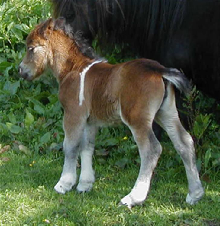 Shetlænder Stjernens Mini-Adore - haha som føl igen :I .. de små skønne sataner :I <33 kan ikke andet end at elske jer alle :I billede 5