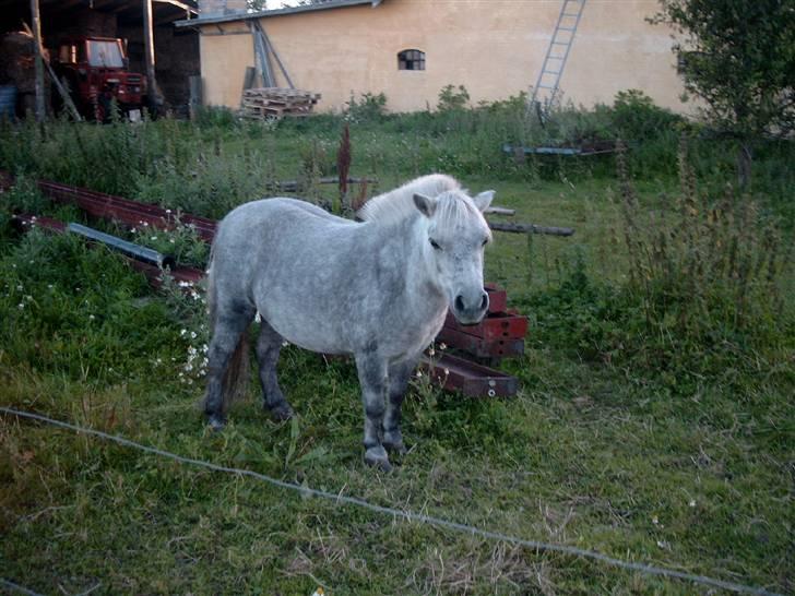 Shetlænder Mayby <3(: billede 19