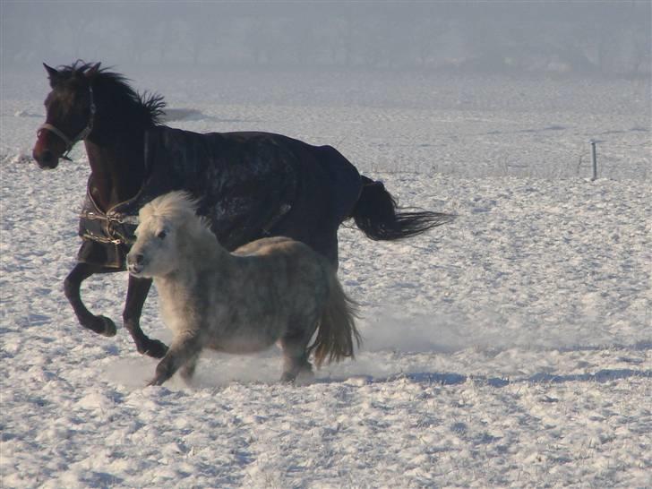 Shetlænder Mayby <3(: billede 20