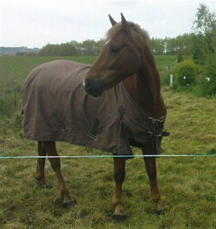 Welsh Pony (sec B) Bakkegaardens Aladdin SOLGT billede 11