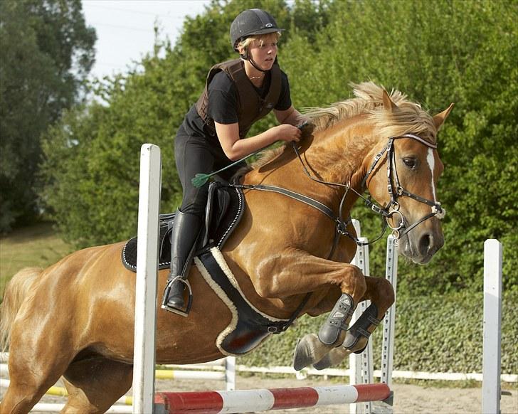 Anden særlig race Liane 154 * *Himmelhest** - Springtræning! - Øver omspringning billede 8