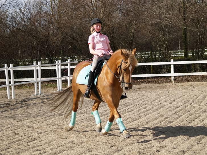 Anden særlig race Liane 154 * *Himmelhest** - Træning billede 9