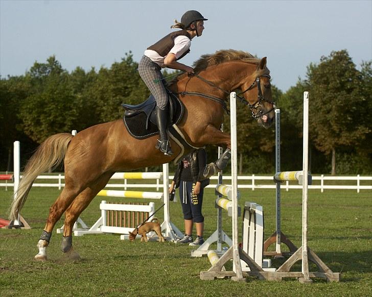 Anden særlig race Liane 154 * *Himmelhest** -  MB** på SIVs træningslejer billede 10