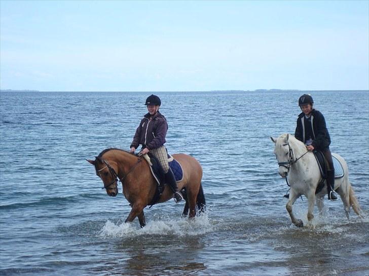 Anden særlig race Søvinds Silvermoon  SOLGT - Moesgård Strand sommer 2010 billede 12