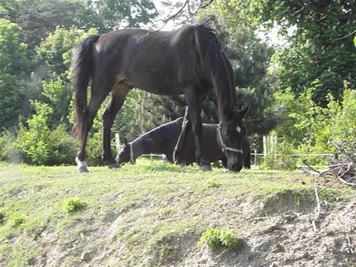 Dansk Varmblod Dynamit *R.I.P* billede 1