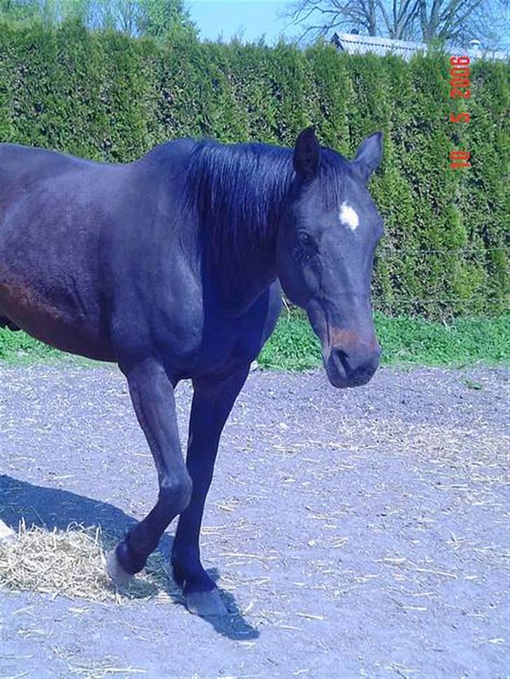 Dansk Varmblod Dynamit *R.I.P* billede 2