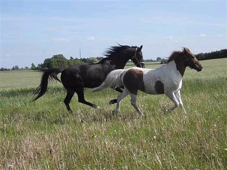 Dansk Varmblod Dynamit *R.I.P* billede 3