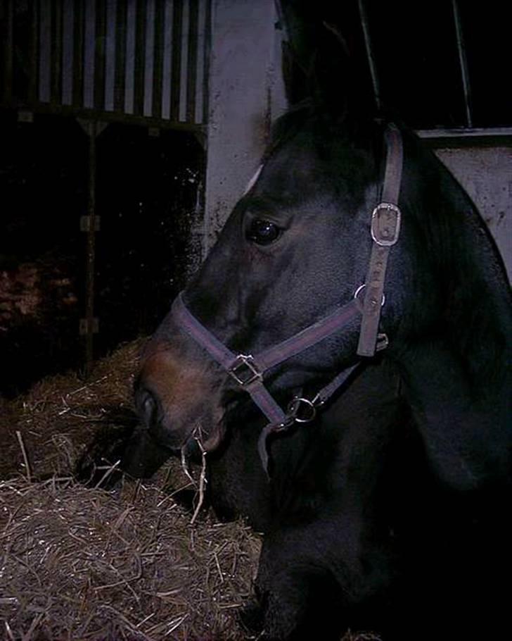 Dansk Varmblod Dynamit *R.I.P* billede 4