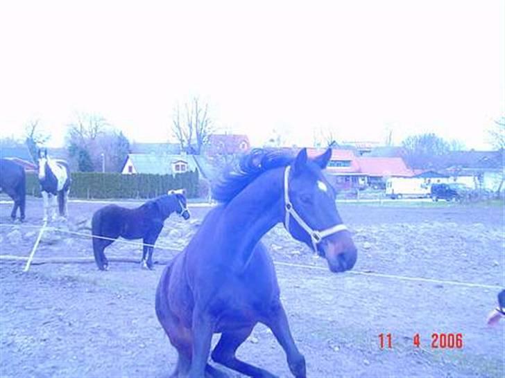 Dansk Varmblod Dynamit *R.I.P* billede 5