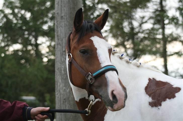 Pinto * minjetta * - velkommen til Minjettas profil.  INGEN AF HENDES BILLEDER MÅ KOPIRES. tak billede 1