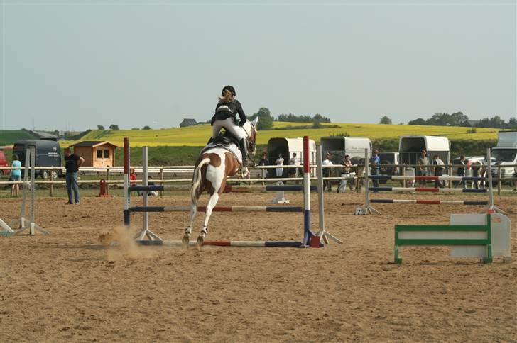 Pinto * minjetta * - la vbr billede 2