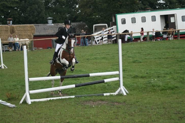 Pinto * minjetta * - stævne i molger billede 3