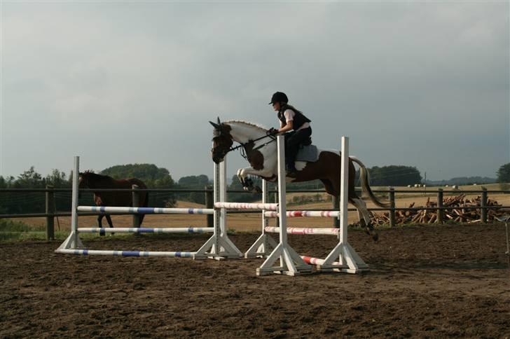 Pinto * minjetta * - mine ben er helt smækket sammen  billede 4