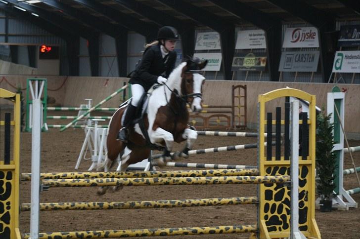 Pinto * minjetta * - Hedensted LA billede 6