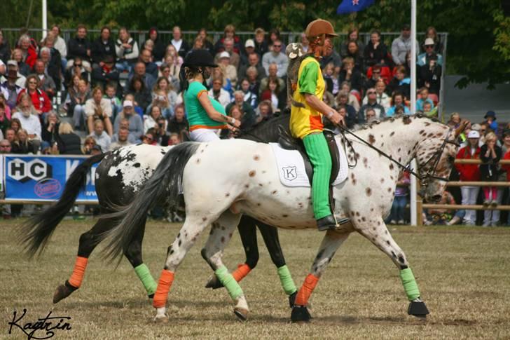 Knabstrupper Grim II Ætsted - Grim II Ætsted & Mor som pippi. - Roskilde dyrskue 09! billede 2