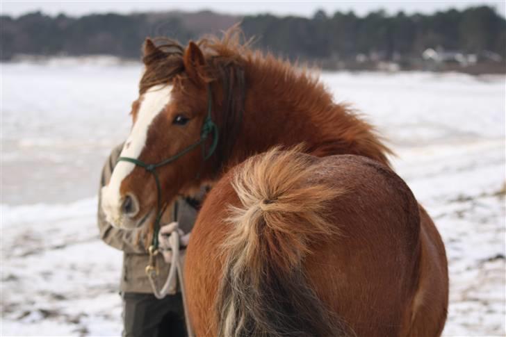 Irish Cob SPIRIT - cute soul, cute look, cute ass! xD billede 10