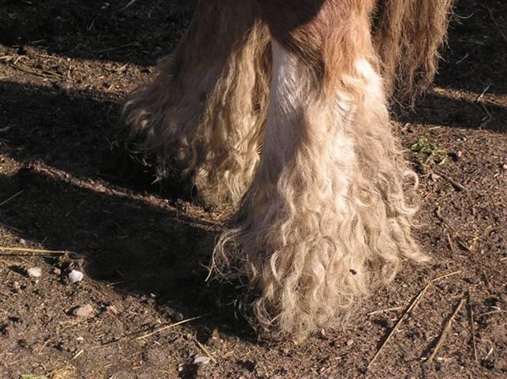 Irish Cob SPIRIT - tjek lige det hovskæk!!!                =D billede 12